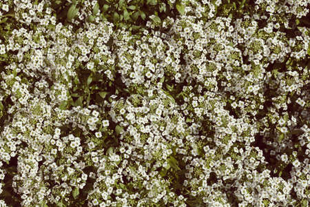 bush with small white flowers on a branches, note shallow depth of fieldの写真素材