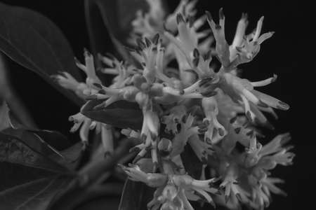 unusual white flower  with green leaves on the dark background, note shallow depth of field