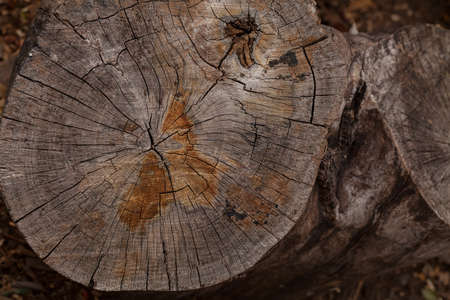 a wood tree at the intersection in nature, note shallow depth of field