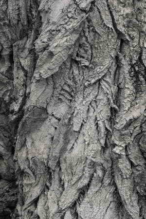 very old tree bark in nature, note shallow depth of fieldの写真素材