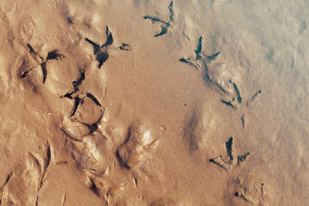 Traces of bird legs in the mud, note shallow depth of fieldの写真素材