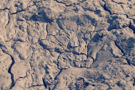 cracked mud on drying in nature, note shallow depth of field