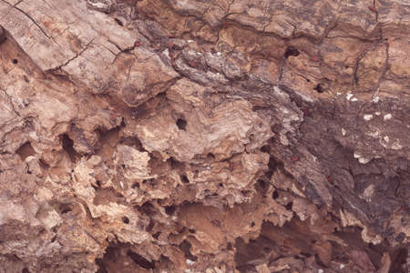 tree bark in nature like a background, note shallow depth of field