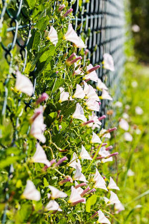 wire fence covered with bindweed, note shallow depth of field