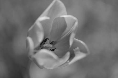pink tulip on the blur green background, note shallow depth of field