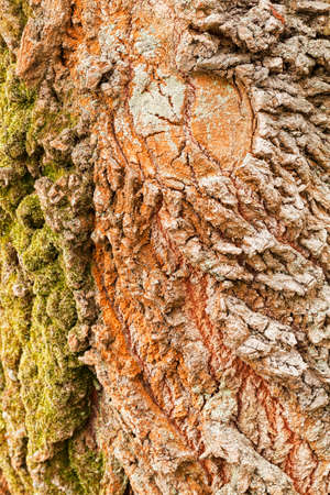 bark old tree under the influence of moss in nature, note shallow depth of field
