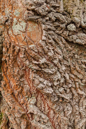 very old tree bark in nature, note shallow depth of field