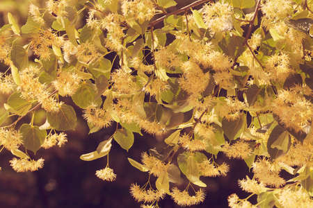 linden tree in bloom, note shallow depth of fieldの写真素材