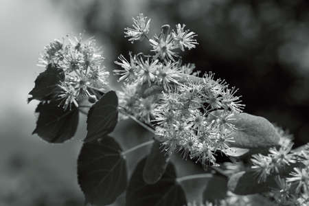 linden tree branches full of flowers with blue sky in the background, note shallow depth of fieldの写真素材