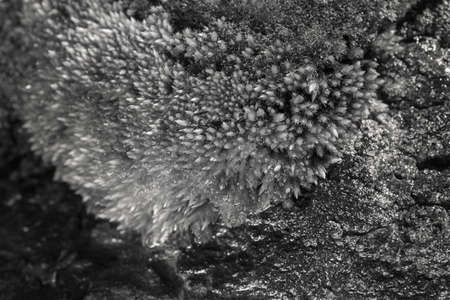 lichen and moss on the rock in nature, note shallow depth of fieldの写真素材