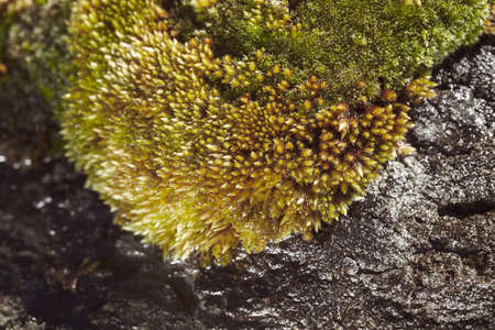 lichen and moss on the rock in nature, note shallow depth of field