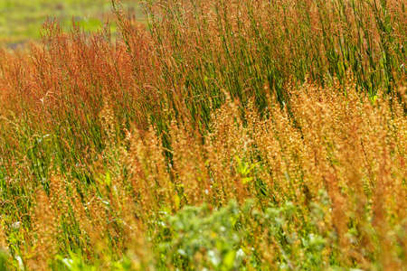 high wild grass in the field, note shallow depth of field