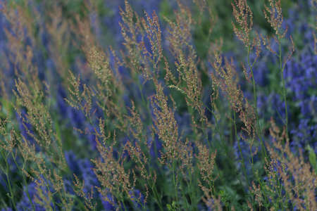 wild flowers of different colors in the field, note shallow depth of fieldの写真素材