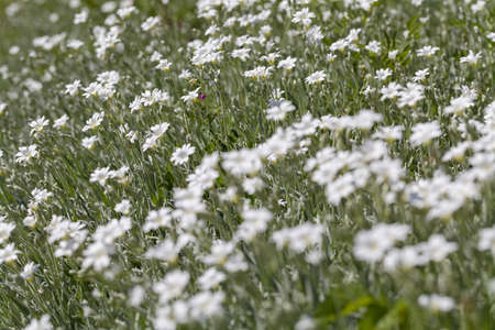 kinds of white small flowers in the meadow, note shallow depth of fieldの写真素材