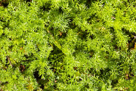 focus on green leaves in nature, note shallow depth of field