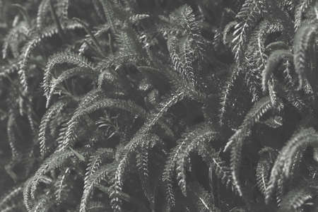 tall green wild plants on the ground, note shallow depth of fieldの写真素材