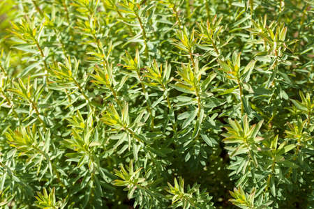 high green plants in the field, note shallow depth of field