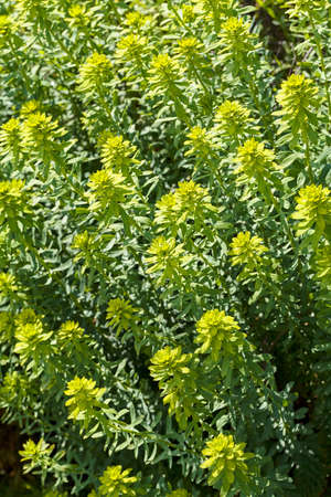 small yellow  flowers on the meadow, note shallow depth of fieldの写真素材