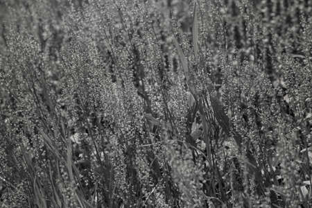 a many kinds of flowers in the meadow, note shallow depth of field