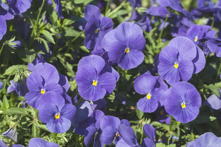 species of wild violets in nature, note shallow depth of field