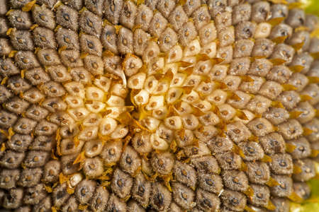 matured seed of  sunflower in close-up, note shallow depth of field