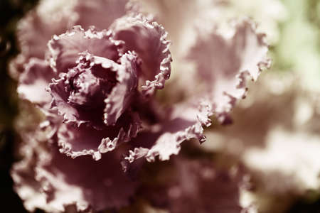central part of pink ornamental cabbage close-up, note shallow depth of fieldの写真素材