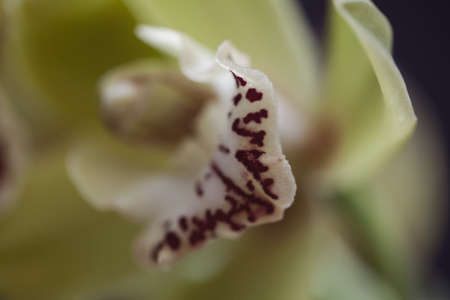Orchid pale yellow in color with a red details, note shallow depth of fieldの写真素材
