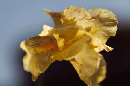yellow iris flower on the dark  background, note shallow depth of field