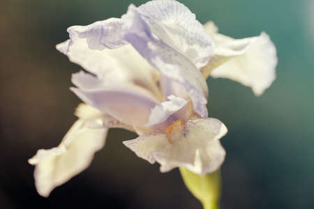 light blue iris flower on the dark  background, note shallow depth of field