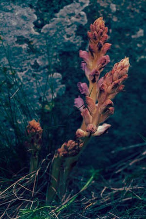 unusual wild plant in the dry  grass, note shallow depth of fieldの写真素材
