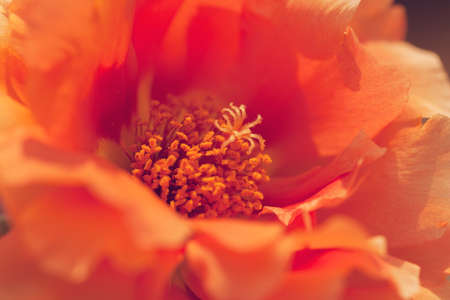 rose moss in various colors, note shallow depth of field