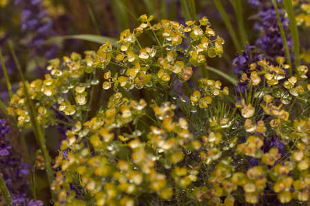 yellow milkweed  among flowers in the field, note shallow depth of field