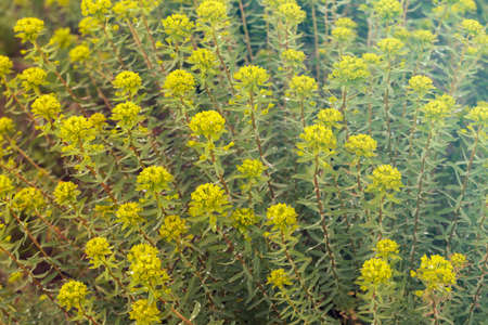 yellow spurges before bloom in nature, note shallow depth of field