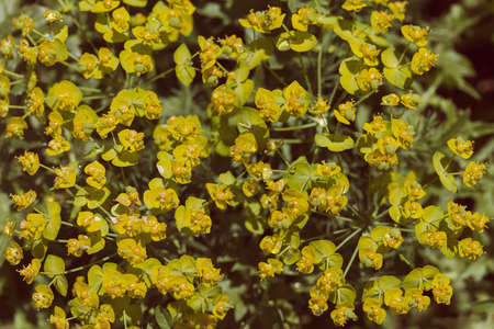 yellow Spurges in nature, note shallow depth of field