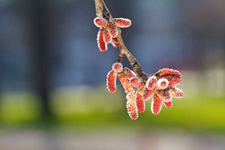 male  reddish flowers of oak on the branch, note shallow depth of field