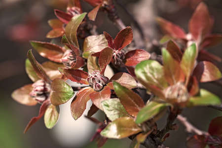 red and green foliage of autumn roses with buds, note shallow depth of field