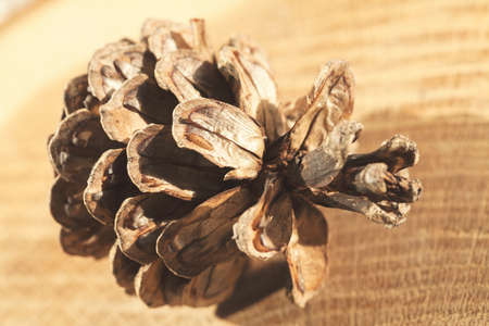 type of pine cones on a wooden base, note shallow depth of fieldの写真素材
