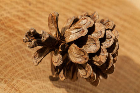 type of pine cones on a wooden base, note shallow depth of field