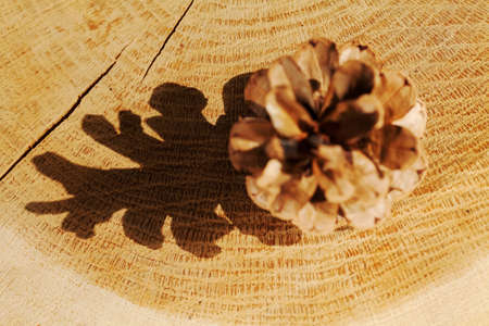 type of pine cones on a wooden base, note shallow depth of fieldの写真素材