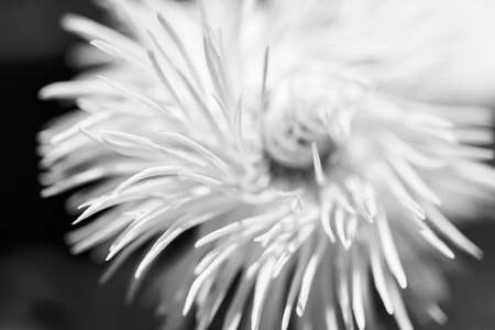 shaggy white flower in close-up on the dark background, note shallow depth of fieldの写真素材