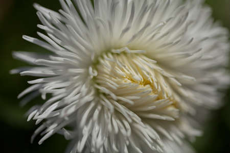 shaggy white flower in close-up on the dark background, note shallow depth of field