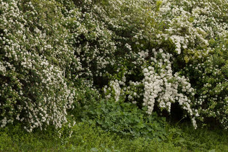 bush with small white flowers on a branches in nature, note shallow depth of field