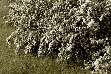 bush with small white flowers on a branches in nature, note shallow depth of field