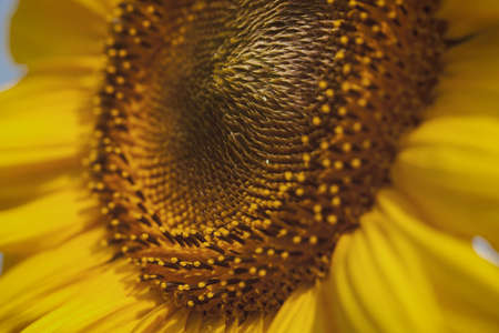 sunflower on a sunny day, note shallow depth of fieldの写真素材