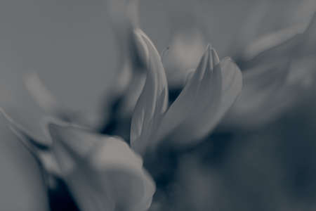 part of the flower sunflower, note shallow depth of fieldの写真素材