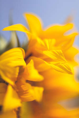 part of the flower sunflower, note shallow depth of fieldの写真素材