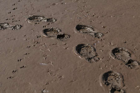 footprints in the mud after rain, note shallow depth of fieldの写真素材