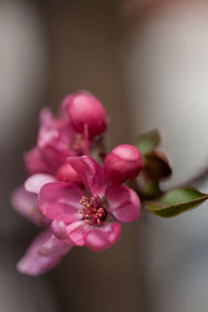 red flowers of Japanese plum on the light background, note shallow depth of fieldの写真素材