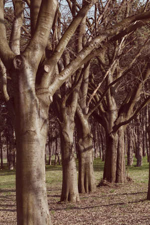 forest in autumn with bare trees, note shallow depth of  fieldの写真素材