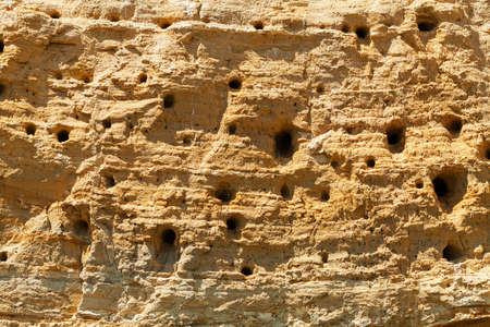 nests of Bee-eater birds in the rock, note shallow depth of fieldの写真素材
